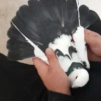 کبوتر|پرنده|اردبیل, |دیوار