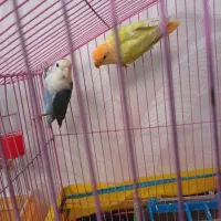 طوطی برزیلی مارال نر ماده