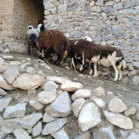 ۴ رآس کاهور بروجردی