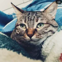 واگذاری گربه ماده