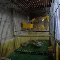 ماده اماده قناری رنگ روشن