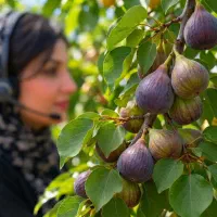 نهال انجیر قرمز فرانسوی در الیگودرز، مشاوره رایگان