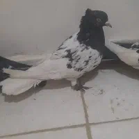 کبوتر کله سیاه|پرنده|شیراز, ارم|دیوار