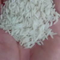 برنج طارم هاشمی گشت دوم