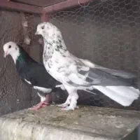 نرماده پرشی|پرنده|اردکان, |دیوار