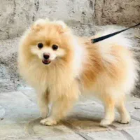 سگ پامر خرسی  وارداتی و خالص|سگ|بم, |دیوار