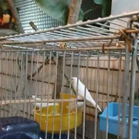 فنچ بنگالی سفید|پرنده|شاهینشهر, عطار|دیوار