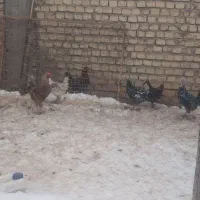 خروس|حیوانات مزرعه|فارسان, |دیوار