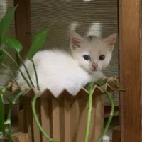 بچه گربه پرشین سفید