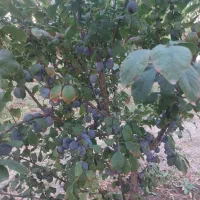 فروش آلو رسمی حدودا ۱۰ تن و شوقانی ۵۰۰ کیلو