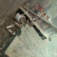 کفتر‌چادری