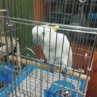 طوطی کاکا۲