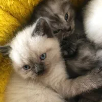 گربه های اسکاتیش و بریتیش اصیل|گربه|اردبیل, |دیوار