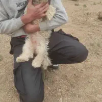 سگ پاپی قیمت فقط ۱۵۰۰ملیون