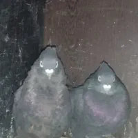 جفت زاغ بمی کلافه|پرنده|نرماشیر, |دیوار