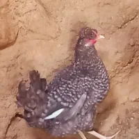 فروش تعدادی مرغ محلی اصل خوش رنگ .|حیوانات مزرعه|علامرودشت, |دیوار