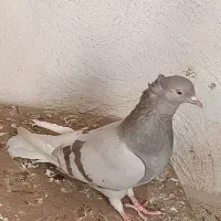 ککبوتر،سوسنی ،جفت طوق شازده ای،دمبی