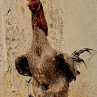 خروس لاری تمام کمال