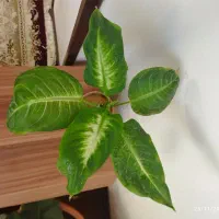 گل‌های زیبا|گل و گیاه طبیعی|شهرکرد, |دیوار