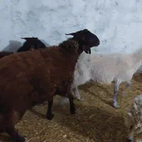 بره نر و ماده|حیوانات مزرعه|اصفهان, قهجاورستان|دیوار