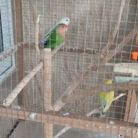 فروش کوتوله برزلی|پرنده|خمینیشهر, |دیوار