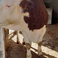 گوساله نر سیمینتال فول گوشت|حیوانات مزرعه|دینور, |دیوار