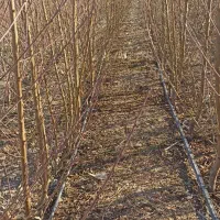 نهالستان علیزاده