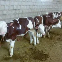 واسه خریدگوساله درارتباط باشین۲۴ساعته پاسخگوهستم|حیوانات مزرعه|یاسوج, |دیوار