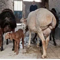 میش چینی