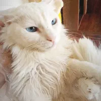 گربه پرشین اصیل فلت