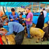 کشتار روز گوشت تازه گوسفندی فروش گوسفند شبانروز