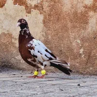 ۳ عدد ماده کار ابلق سار بزک سوسکی