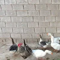 غاز و خروس|حیوانات مزرعه|چمران, |دیوار