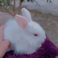 خرگوش