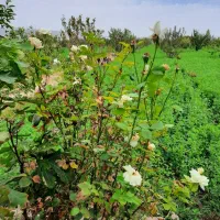 باغ به متراز ۵ هزار مترمربع دارای کانکس بر جاده|فروش زمین و ملک کلنگی|شوط, |دیوار