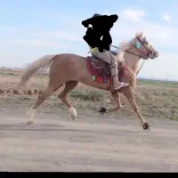 اسب  یورغ ه جوان به شرط راه وآبستنی بالا