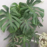 گل های طبیعی و زیبا|گل و گیاه طبیعی|دهگلان, |دیوار