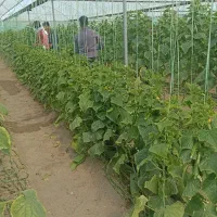 نخ بندی .پایین کشیدن خیار ب صورت روز انجام می شود|خدمات باغبانی و درختکاری|جیرفت, |دیوار