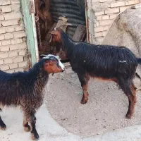 بزبیگ سالم