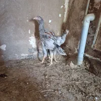 جوجه لاری طوس|حیوانات مزرعه|گالیکش, |دیوار