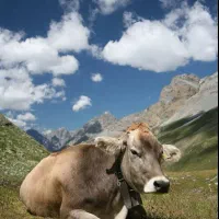 نیروی کار گاوداری