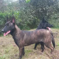 مالینویز|سگ|رانکوه, |دیوار