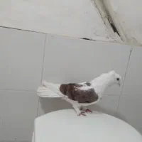 کفتر صید ۶عددنر قلدور|پرنده|مشهد, شهید قربانی|دیوار