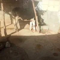 گوساله ماده شنگل|حیوانات مزرعه|لردگان, |دیوار