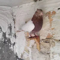 کفتر نیم تنه سرخ کاکلی نر وخال شستی نر جوانه