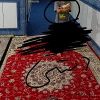 عروس هلندی ماده دربندرماهشهر|پرنده|بندر ماهشهر, |دیوار