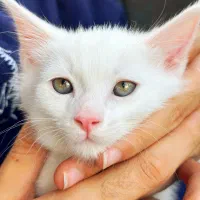 گربه سفید