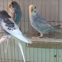 عروس هلندی و مرغ عشق|پرنده|مرودشت, ابوذر شمالی|دیوار