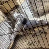 دوتا جوجه پرشی یه نر پرشی کاکل دار موش پا|پرنده|قم, زنبیل آباد|دیوار