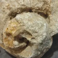 سنگ های جاسپر ، فسیل حلزون ، سه  تکه عقیق عسلی